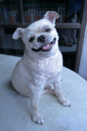 Close-up of a White dog smile and sitting on table so cute, pomeranian shih tzu mixed breed.の写真素材