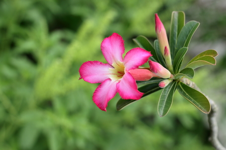 Desert Rose or Impala Lily or Kudu Lily or Mock Azalea flower blooming alone.の写真素材