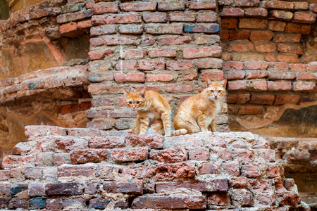 two thai cats mixed breed in ancient ruins.の写真素材