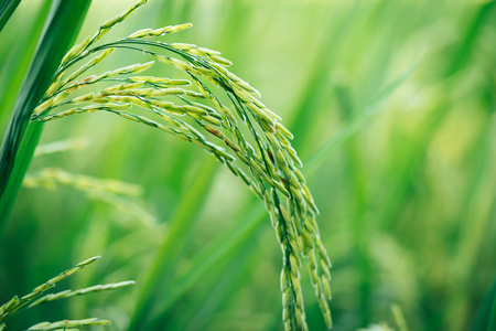 close up of yellow green rice field using as nuture backgroundの写真素材