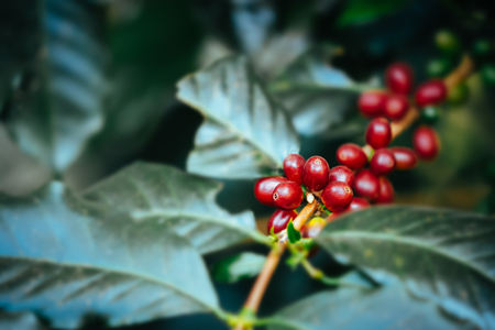 Fresh coffee bean tree using as nuture backgroundの写真素材