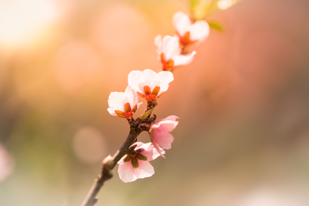 Wild Himalayan Cherry or Sour cherry in Thailand using as nature backgroundの写真素材