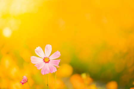 Close up nature view of pink flower under sun light. Natural green plants landscape using as a background or wallpaper.の写真素材