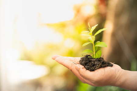 Earth Day, a day of education about environmental issues concept. In the hands of trees growing...