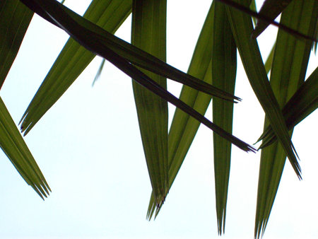 Bamboo leavesの写真素材