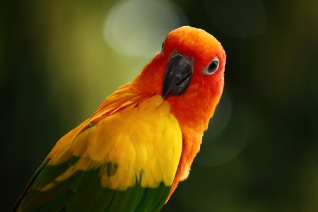 Parrotの写真素材