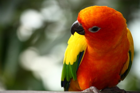 Parrotの写真素材