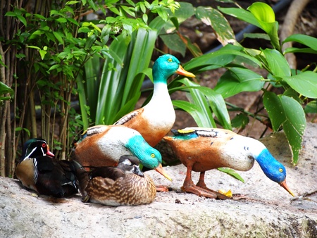 Duck flock  in the park.の写真素材