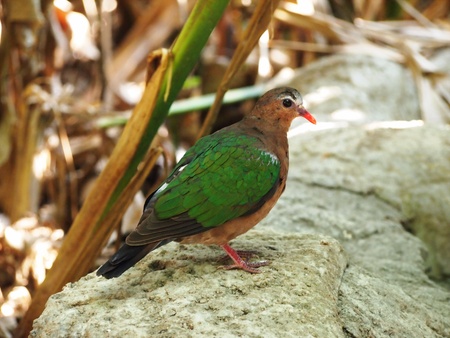 Bird on a rock.の写真素材