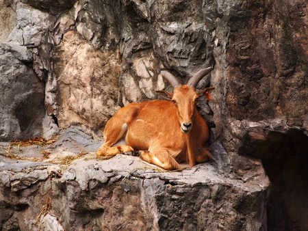 Sheep Mountain.の写真素材