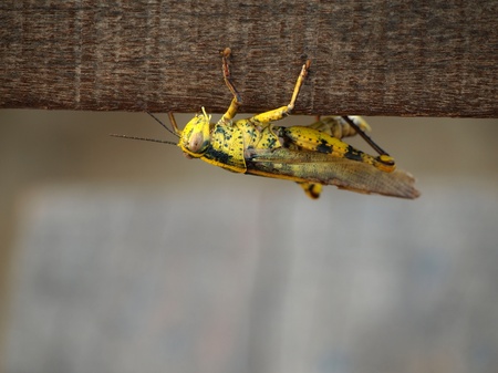 Yellow grasshopperの写真素材