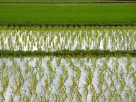 Seedlings in the field.        の写真素材
