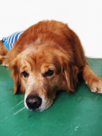 golden retriever in bedroomの写真素材