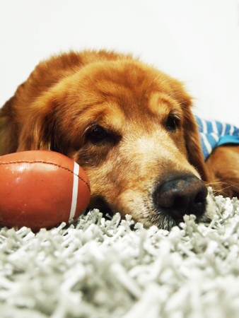 golden retriever in homeの写真素材