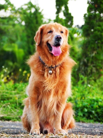 golden retriever in gardenの写真素材