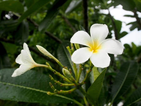 The Frangipani bloom in the garden の写真素材