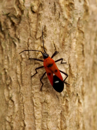 Insects in the trees の写真素材