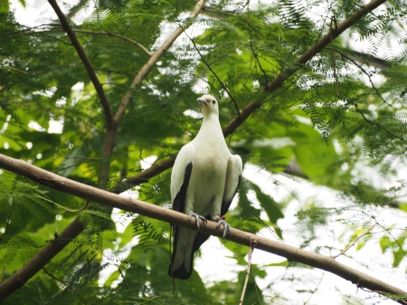 Pied imperial pigeon bridの写真素材