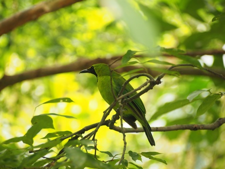 Bird on a tree  IIの写真素材