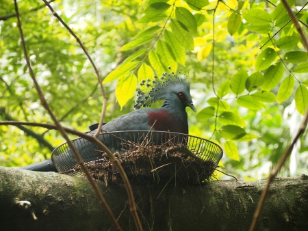 lophura birdの写真素材