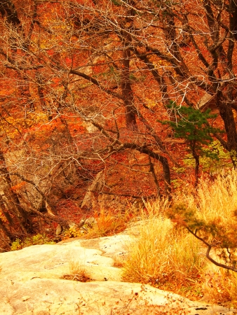 Orange trees in South Korea の写真素材
