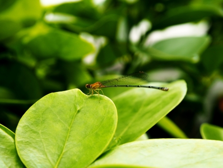 Dragonfly perched on a leafの写真素材