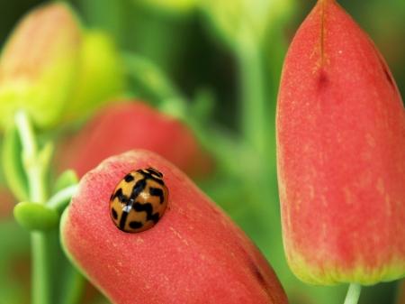 Ladybug sitting on the flower