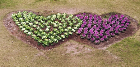 Heart-shaped vegetable    の写真素材
