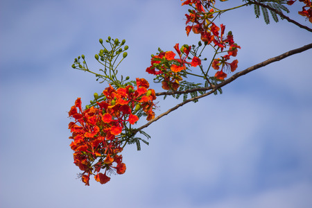 Red flowers in blue sky.の写真素材