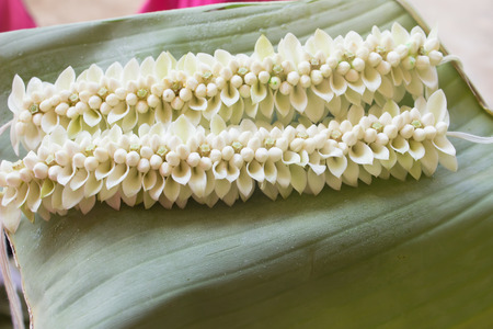 White garlands placed on the floor of banana leaves.の写真素材