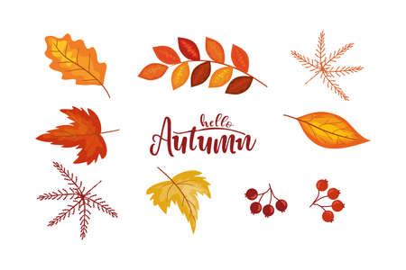 Autumn leaves and elements collection in flat style. Different leaves, berries. Vector illustration design templateのイラスト素材