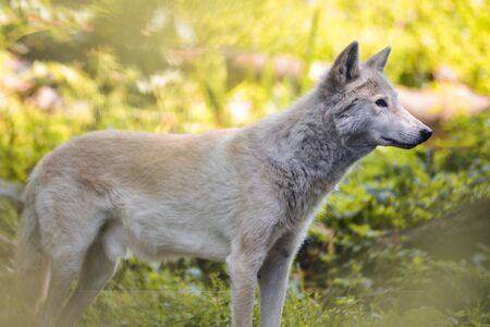 white steppe wolf stands in forest profile