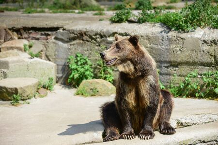 brown bear sits on stones
の写真素材