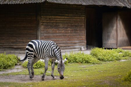 zebra on the background of the old house in zoo park