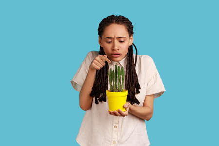Surprised woman with black dreadlocks stares with scary, holds breath holding potted cactus, touches prickly flower, wearing white shirt. Indoor studio shot isolated on blue background.の写真素材