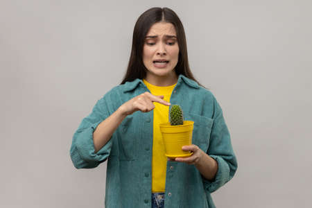 Scared woman holding potted cactus, trying to touch prickly flower with eyes full of fear and frowning face, wearing casual style jacket. Indoor studio shot isolated on gray background.の写真素材