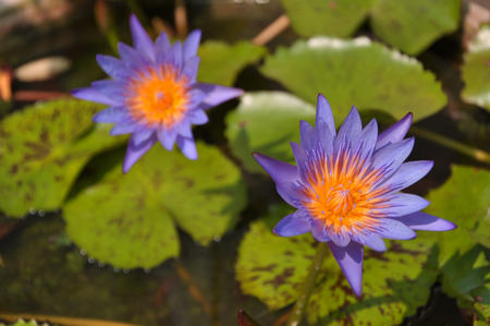 Lotusの写真素材