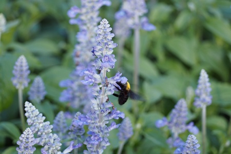 in the gardenの写真素材