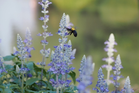 in the gardenの写真素材