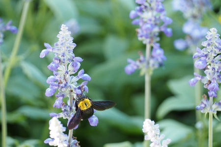 in the gardenの写真素材