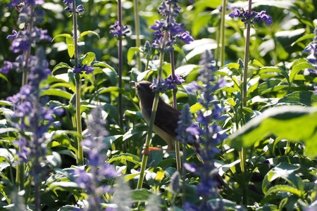 Bird on the flowersの写真素材