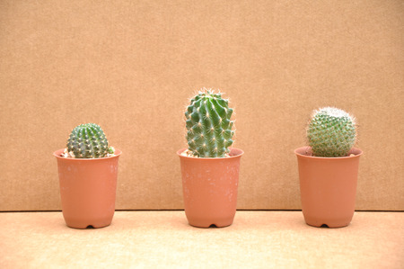 Three cactusの写真素材