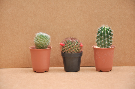 Three cactusの写真素材