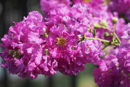 Purple flowersの写真素材