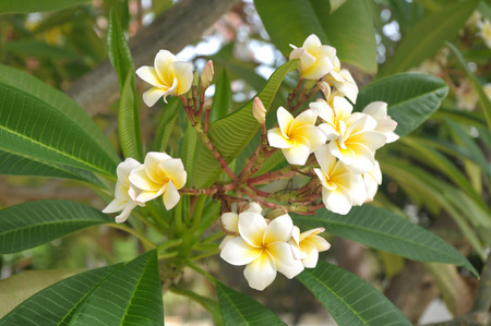 White flowersの写真素材