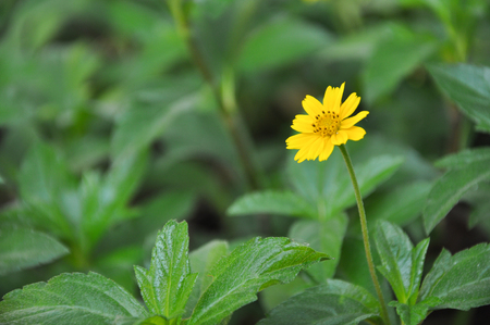 Yellow flower