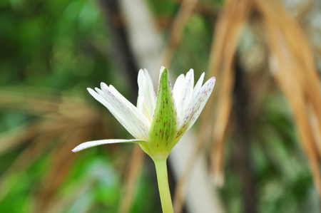 White lotus flowerの写真素材