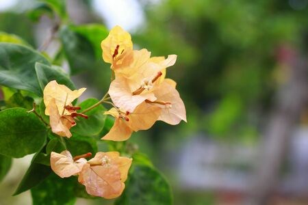 Bougenville Flower Pattern in Indonesia, beautiful light yellow paper flowers with green leaf. Beauty in nature Indonesiaの写真素材