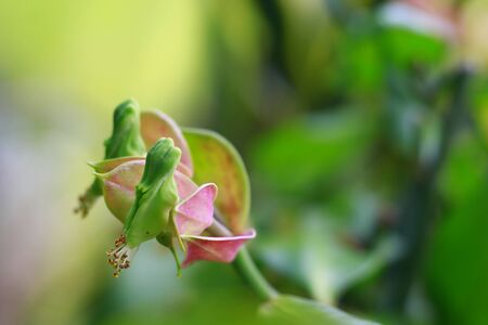 Close up photography of Green and Pink flower bud. bud is an undeveloped or embryonic shoot and normally occurs in the axil of a leaf or at the tip of a stem. Beauty in nature. Indonesiaの写真素材