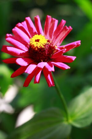 Close up shot of a colorful red daisy flower on a green background. Indonesiaの写真素材